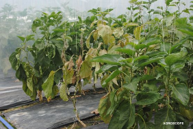 09-Verticillium aubergine AGROSCOPE